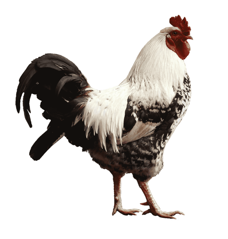 png clipart white and black rooster chicken rooster live poultry farming chicken animals pet