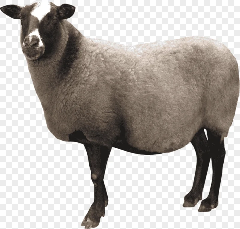 png clipart white and black sheep screenshot sheep sheep image file formats animals
