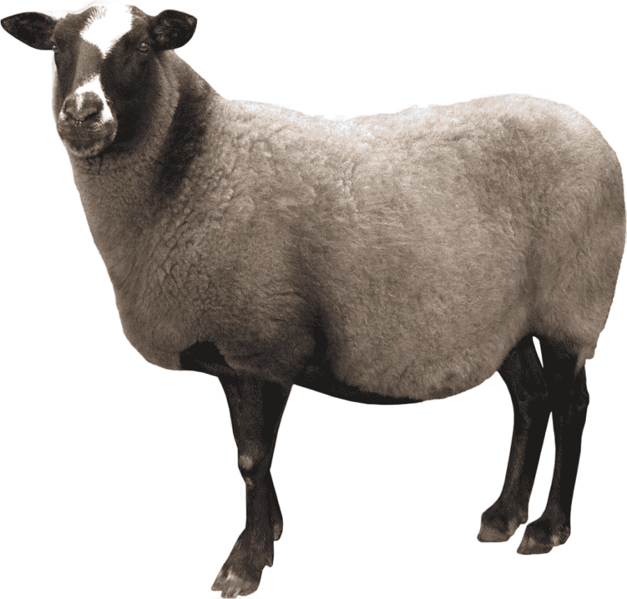 png clipart white and black sheep screenshot sheep sheep image file formats animals