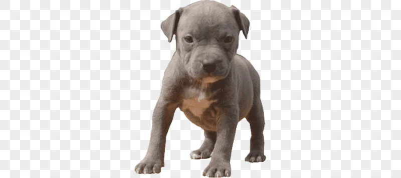png clipart white and gray american bully puppy pitbull baby animals dogs