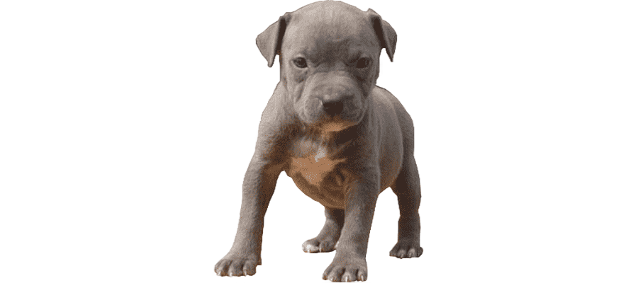 png clipart white and gray american bully puppy pitbull baby animals dogs