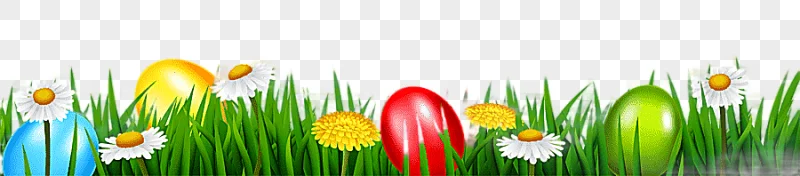 png clipart white daisy flower easter bunny easter egg easter grass computer wallpaper flo