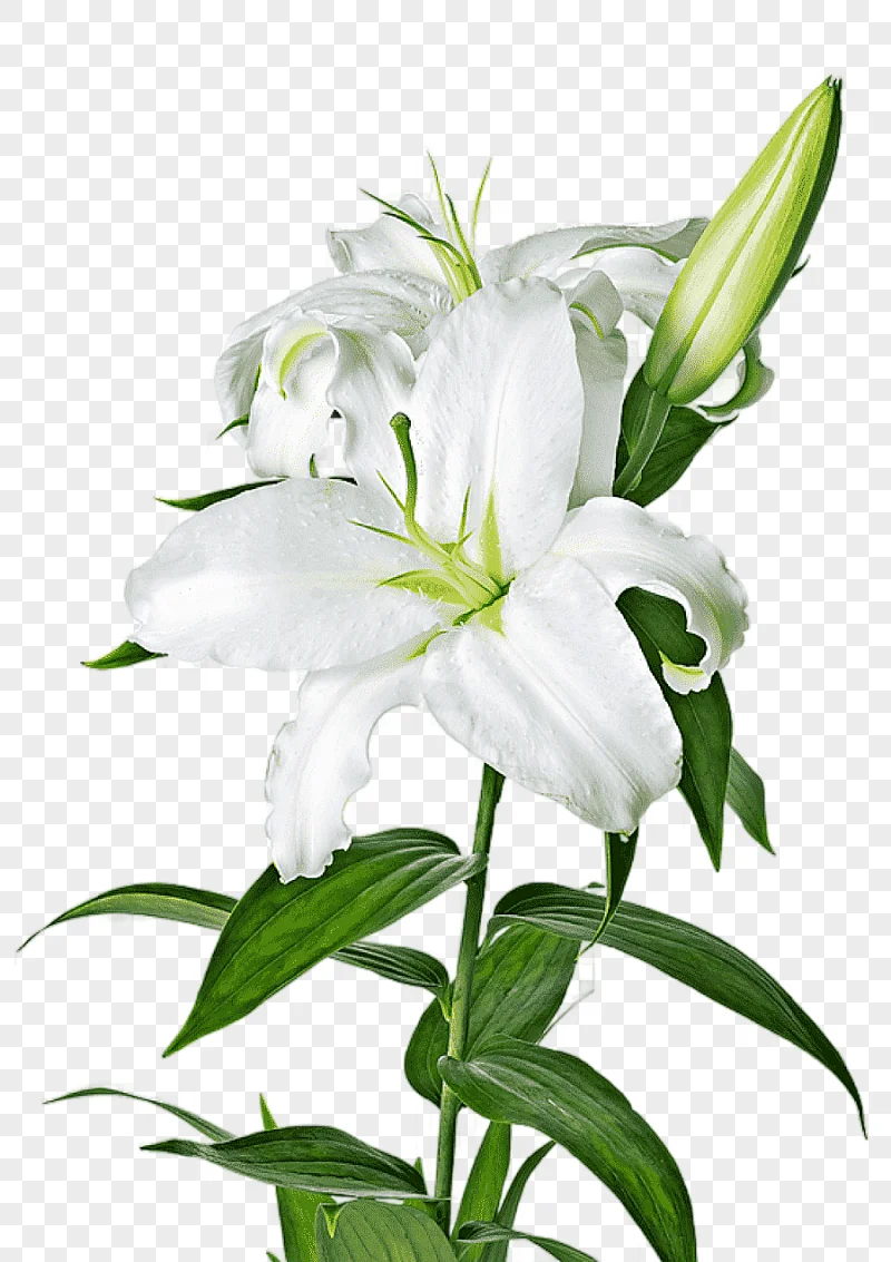 png clipart white flowers lilium candidum tiger lily flower easter lily lilium bulbiferum