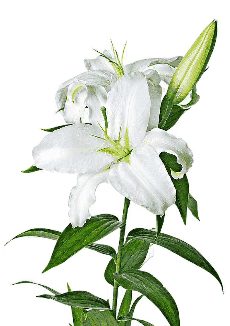 png clipart white flowers lilium candidum tiger lily flower easter lily lilium bulbiferum