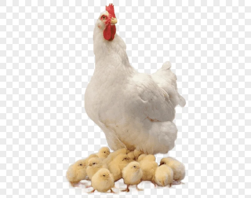 png clipart white hen with hatchlings chicken family animals chickens