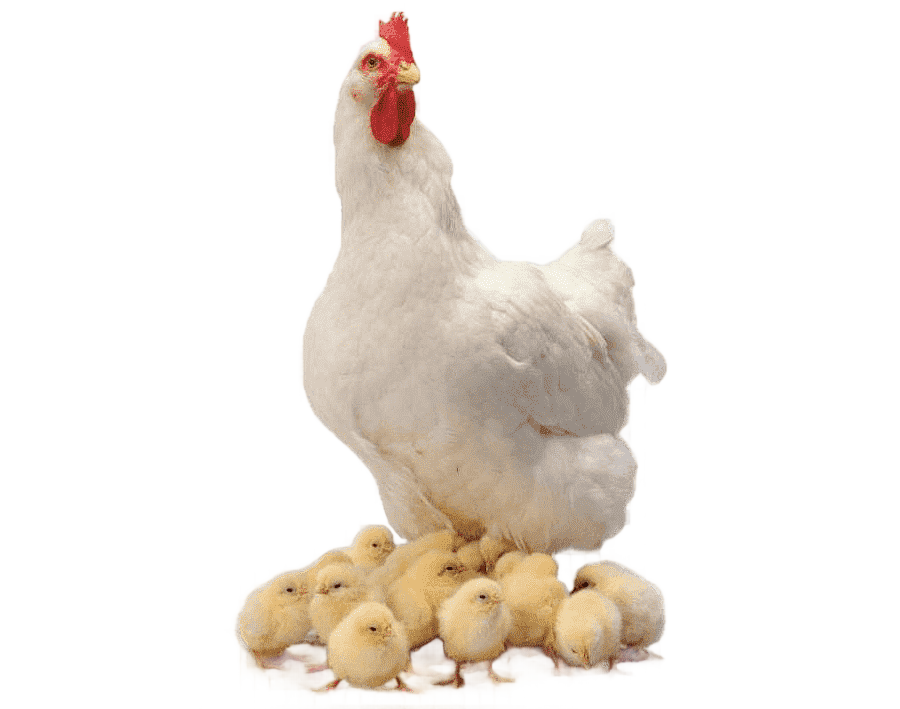 png clipart white hen with hatchlings chicken family animals chickens