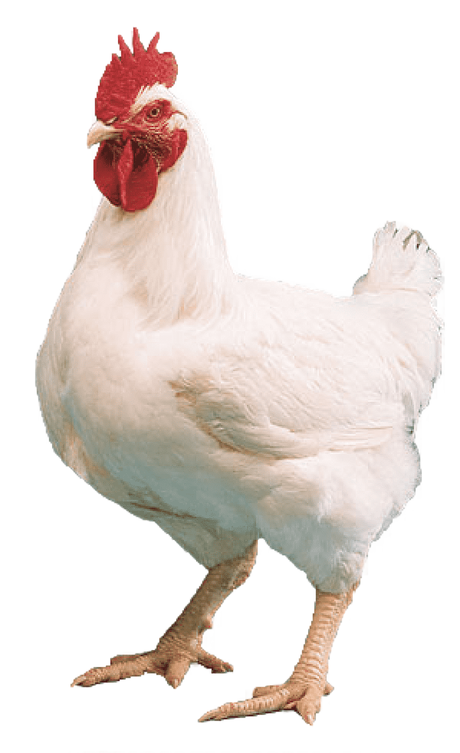 png clipart white rooster cornish chicken kuroiler broiler chicken tikka masala mandi chic