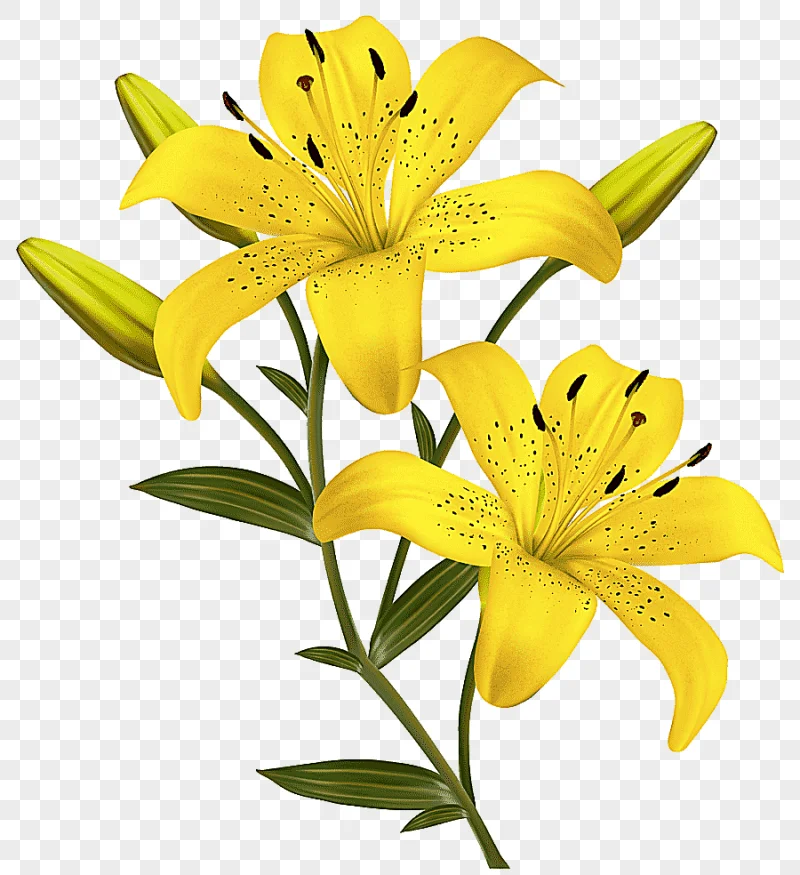 png clipart yellow 6 petaled flowers illustration flower yellow easter lily yellow lilies
