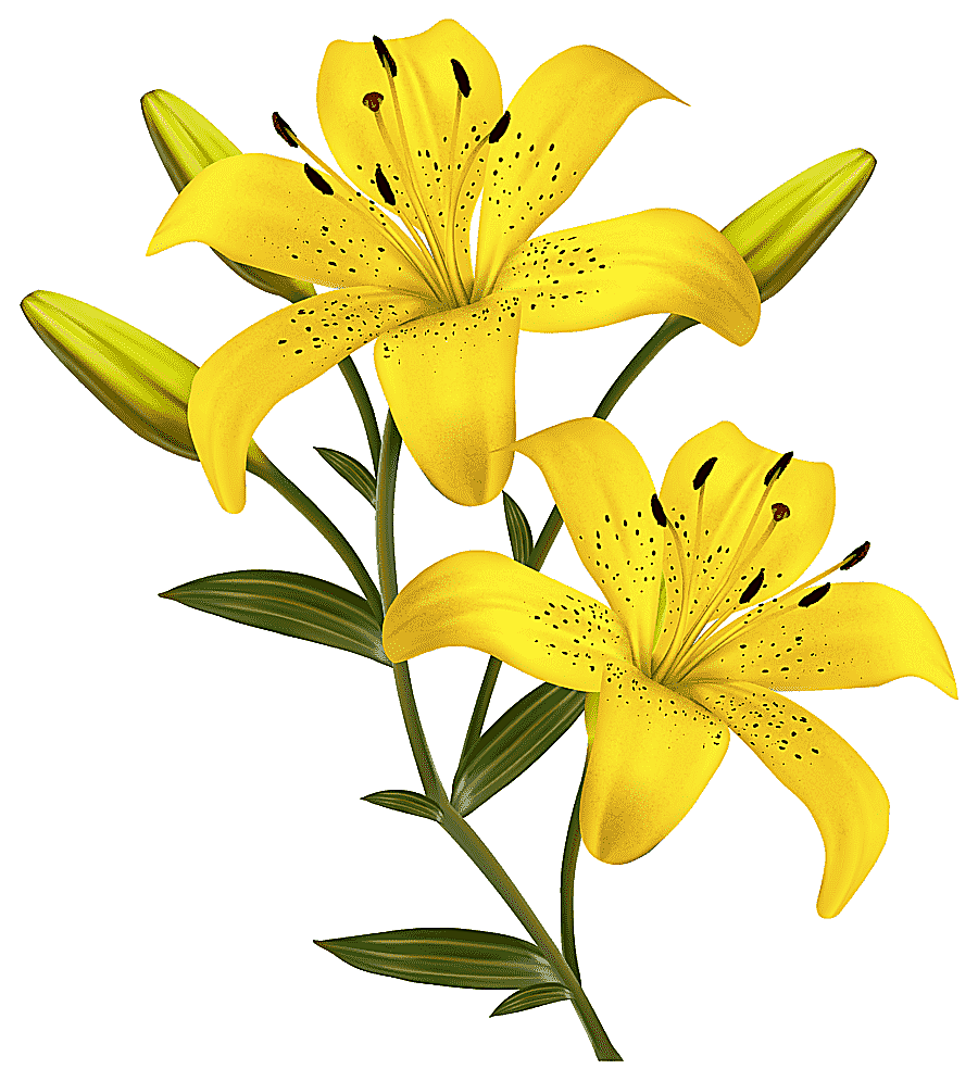 png clipart yellow 6 petaled flowers illustration flower yellow easter lily yellow lilies