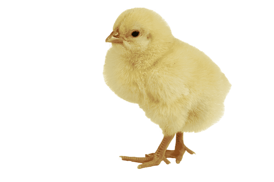 png clipart yellow chick illustration chicken meat duck infant single baby chicken animals