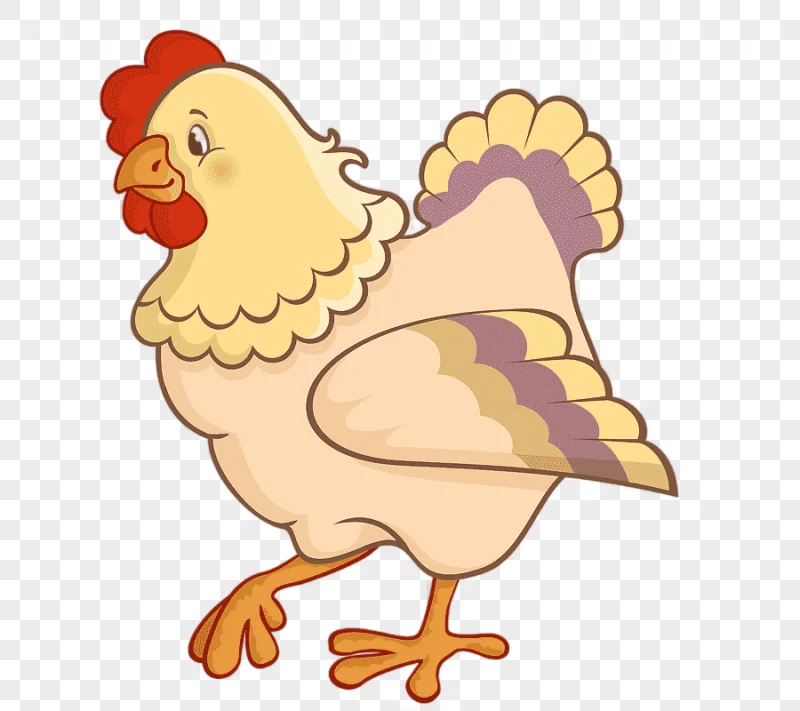 png clipart yellow feathered chicken illustration chicken cartoon cartoon hen cartoon char