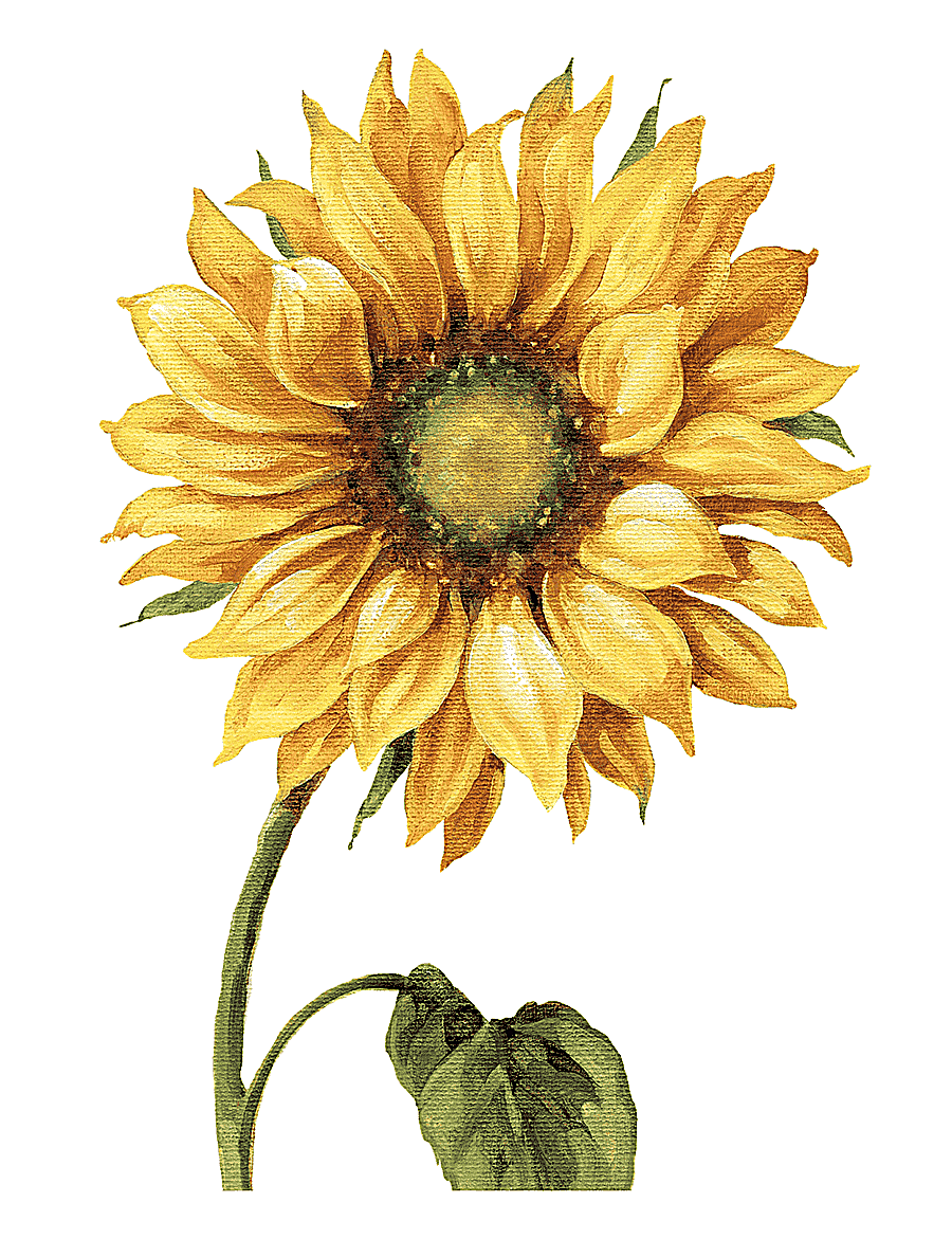 png clipart yellow sunflower painting work of art drawing common sunflower printmaking pai