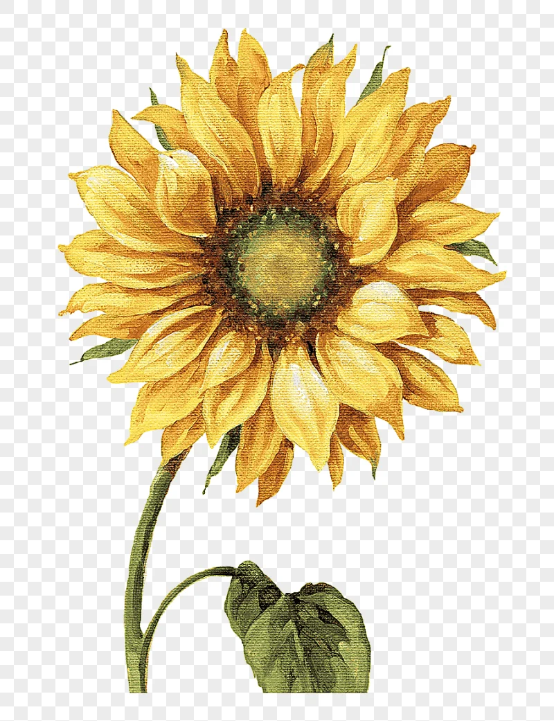 png clipart yellow sunflower painting work of art drawing common sunflower printmaking pai