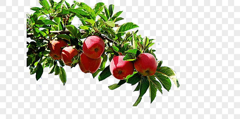 png clipart apple tree branches apple
