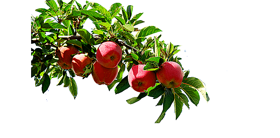 png clipart apple tree branches apple