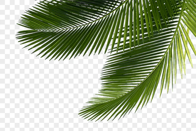 png clipart arecaceae asian palmyra palm leaf tree sabal palm palm tree green leaf tree le