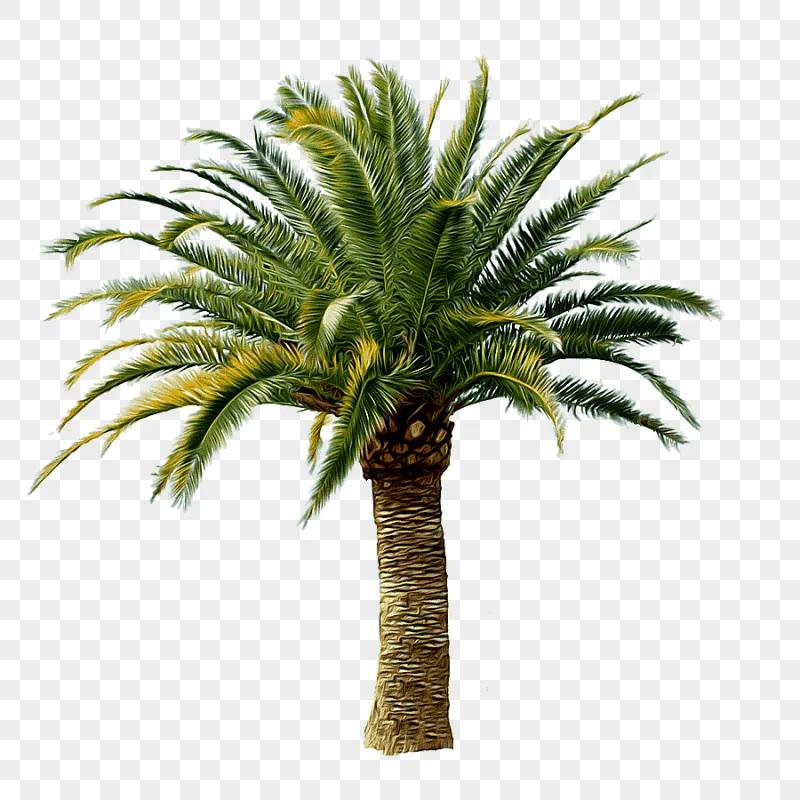 png clipart arecaceae palm tree coconut tree plant palm tree png
