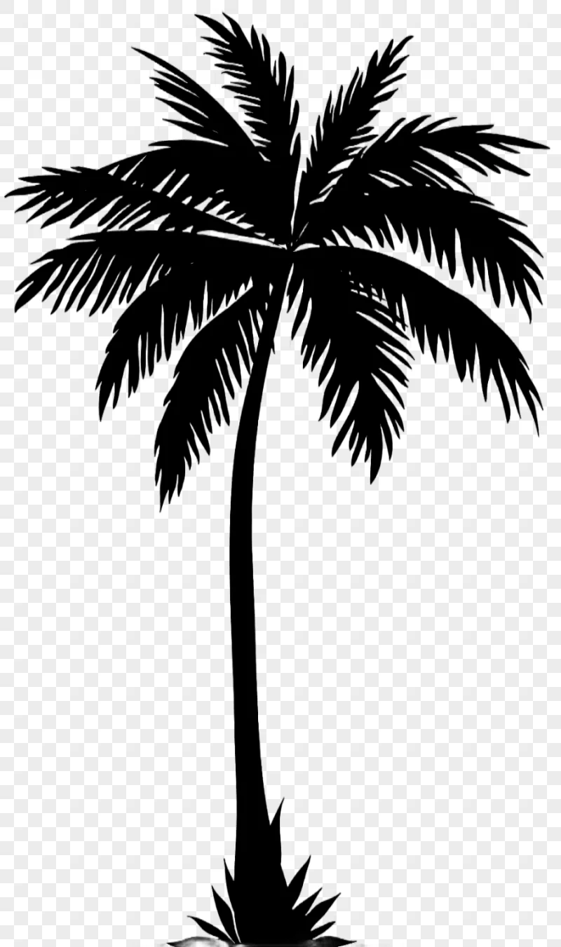 png clipart arecaceae silhouette palm tree silhouette leaf photography