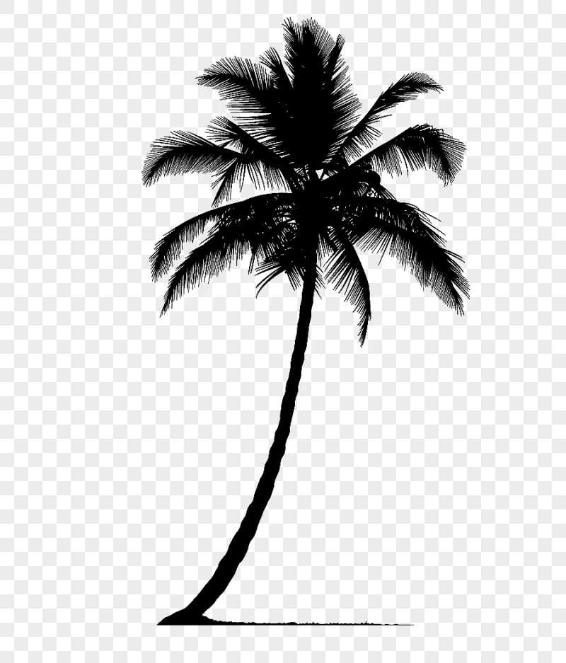 png clipart arecaceae silhouette tree palm tree silhouette leaf photography