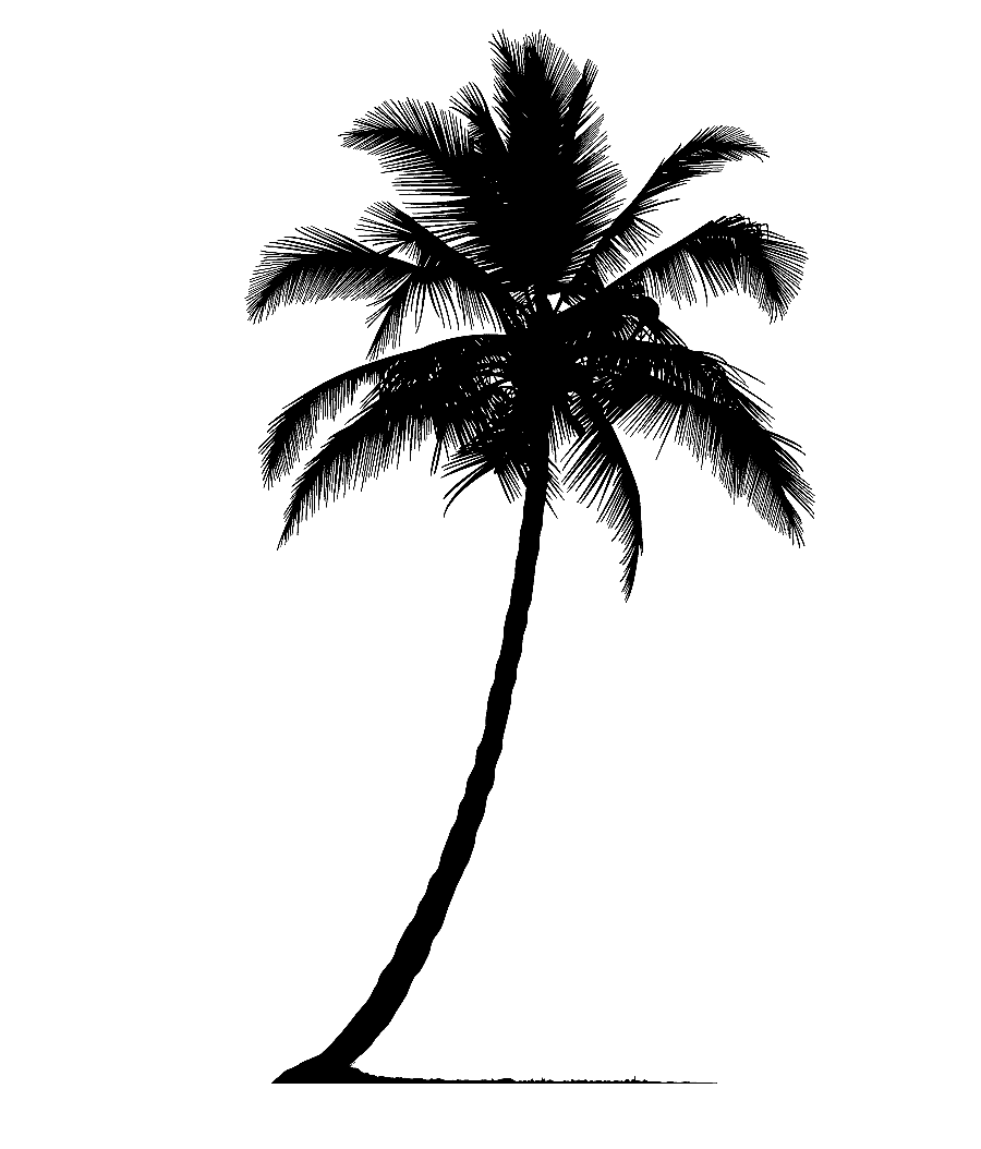 png clipart arecaceae silhouette tree palm tree silhouette leaf photography