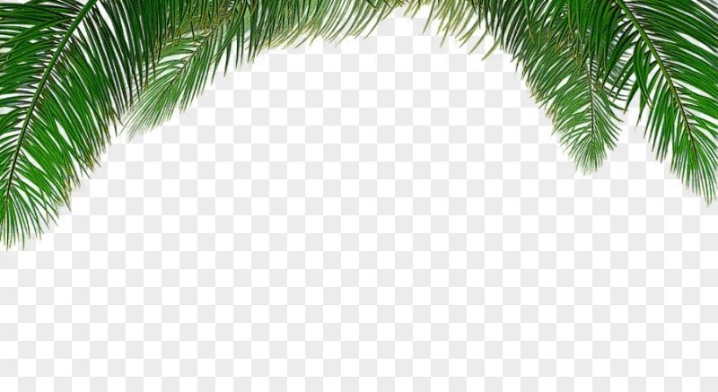 png clipart arecaceae tree euclidean leaf palm tree background palm tree beach tree branch