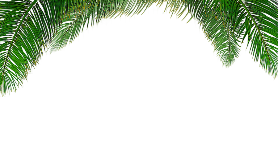 png clipart arecaceae tree euclidean leaf palm tree background palm tree beach tree branch