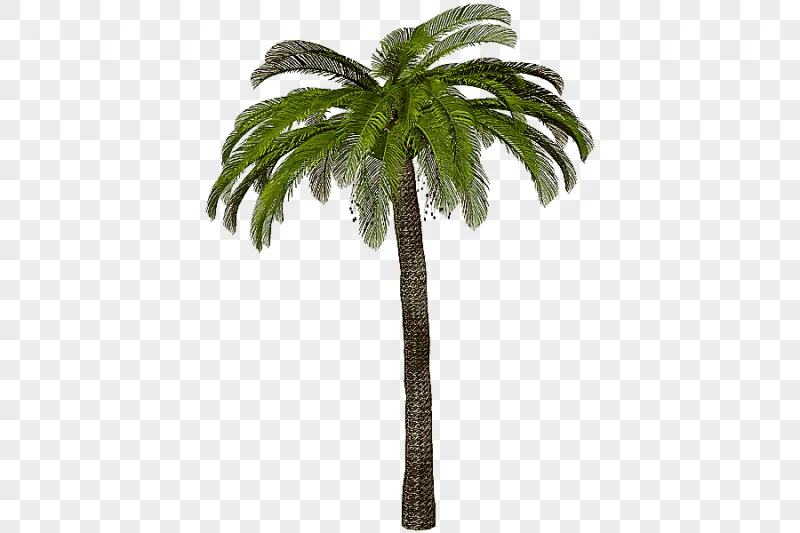 png clipart arecaceae tree tree image file formats palm tree