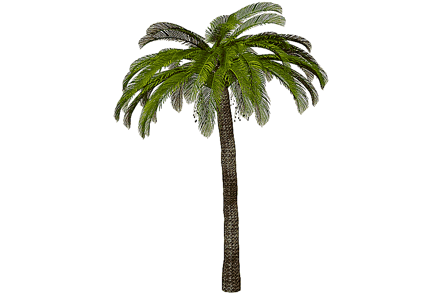png clipart arecaceae tree tree image file formats palm tree