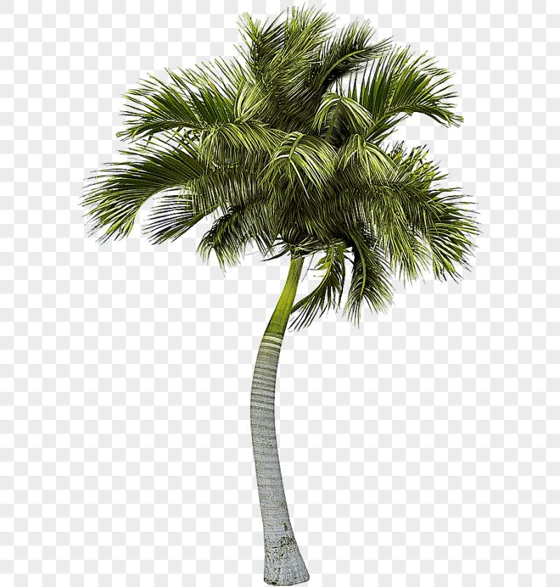 png clipart asian palmyra palm palm trees palm trees plant stem palm tree