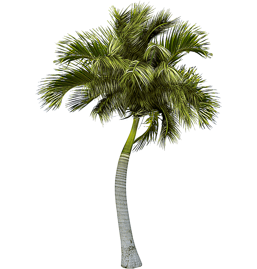 png clipart asian palmyra palm palm trees palm trees plant stem palm tree