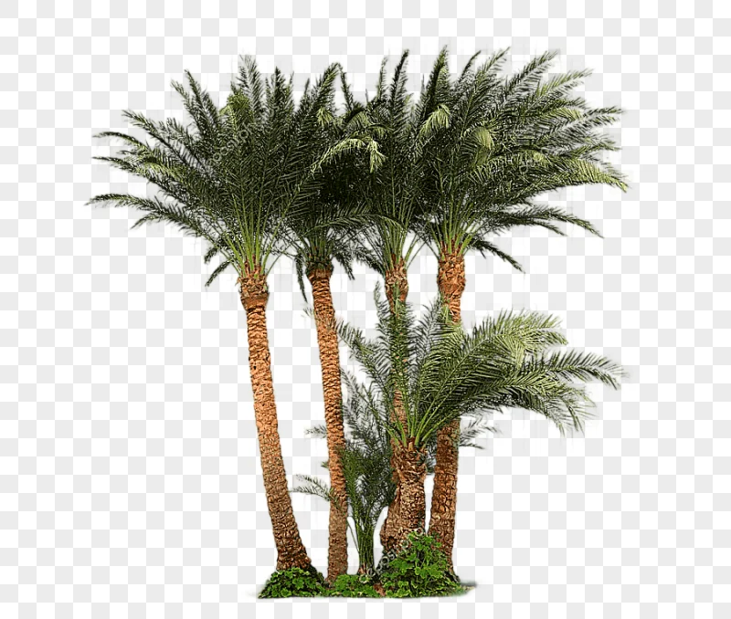 png clipart attalea speciosa arecaceae tree asian palmyra palm date palm tree grass palm t