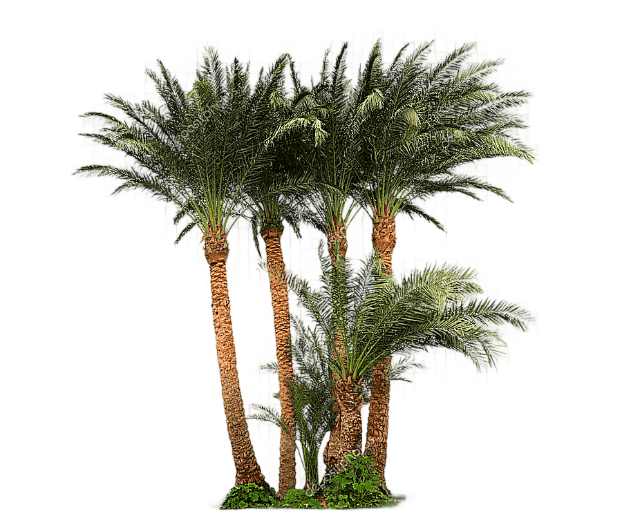 png clipart attalea speciosa arecaceae tree asian palmyra palm date palm tree grass palm t