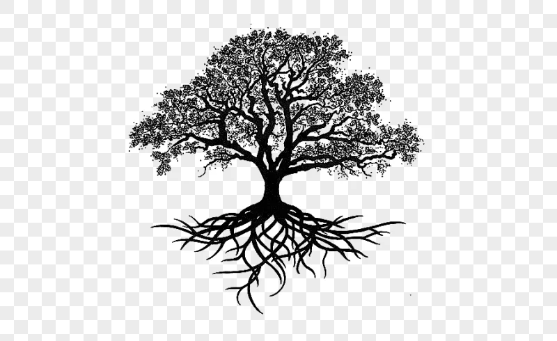 png clipart black and white tree illustration tree oak drawing silhouette trees silhouette