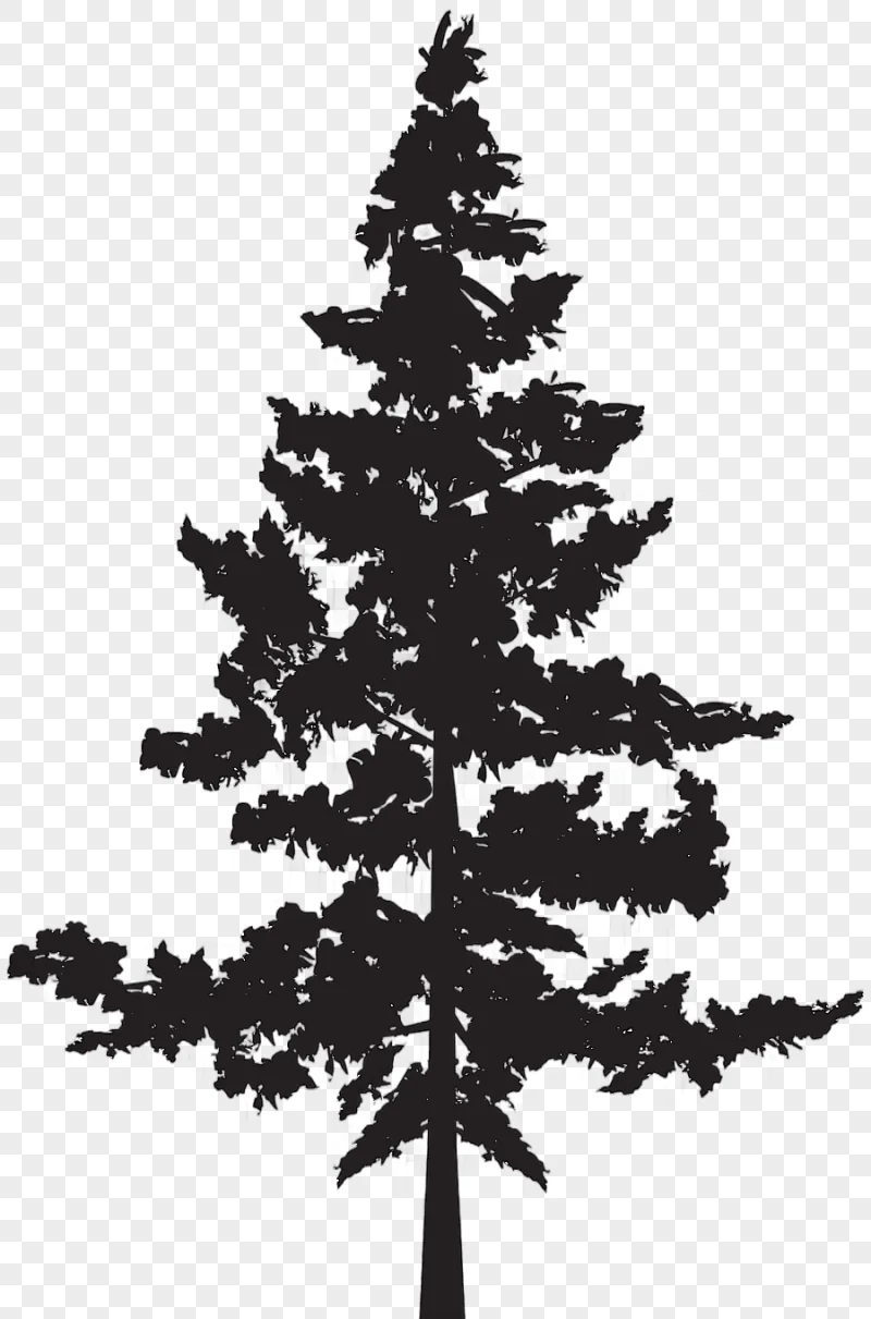 png clipart black tree illustration black pine tree pinus contorta tree silhouette photogr