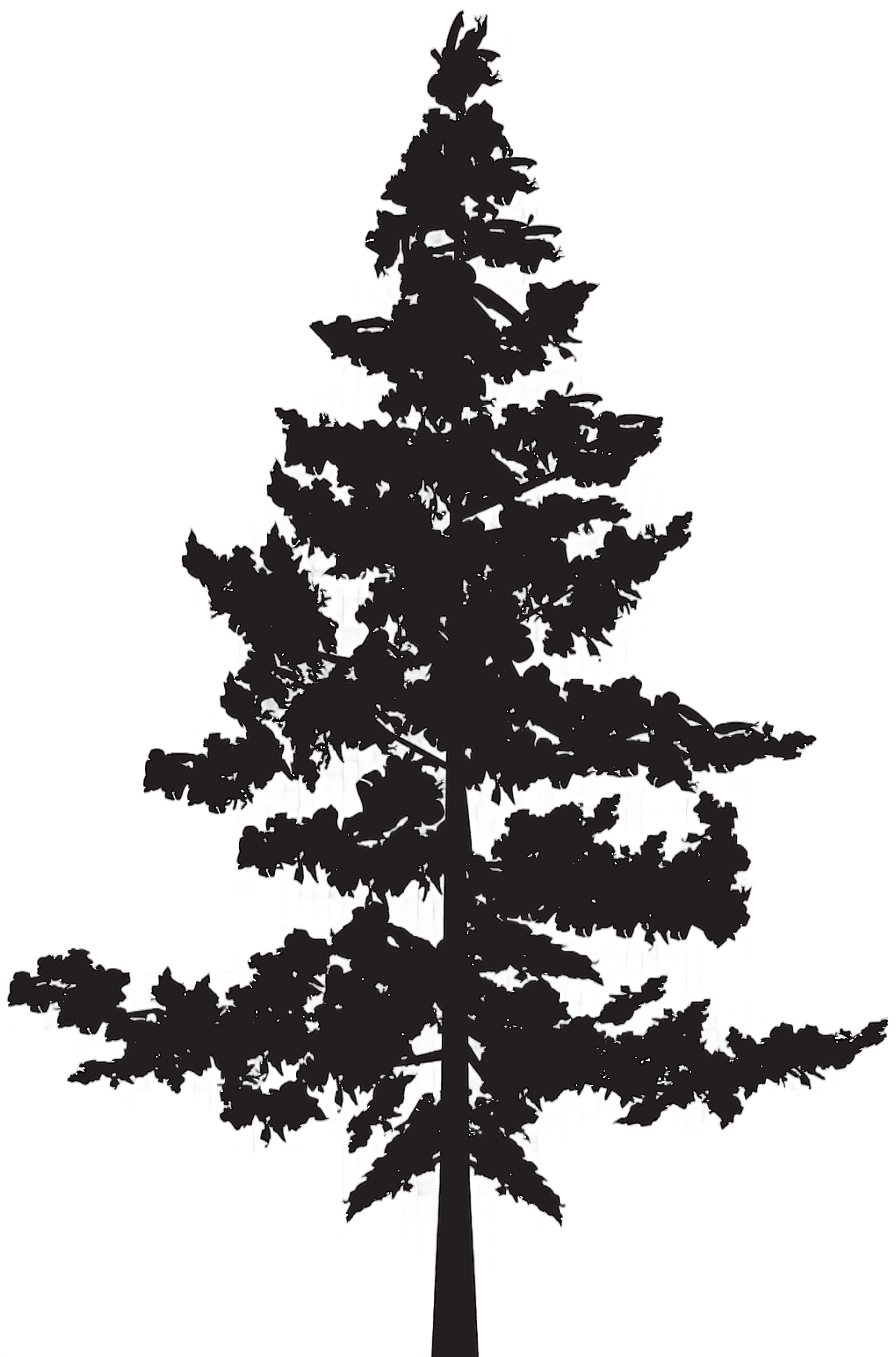 png clipart black tree illustration black pine tree pinus contorta tree silhouette photogr
