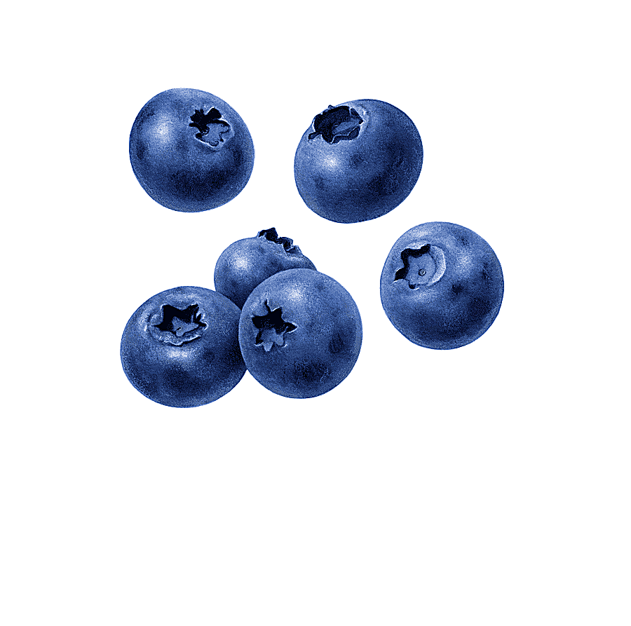 png clipart blueberries juice blueberry muffin tart blueberries blue food