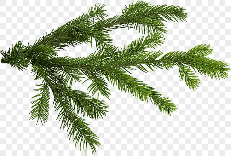 png clipart branch christmas tree fir tree leaf branch