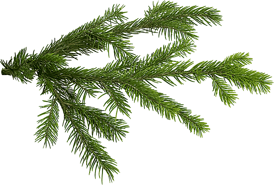 png clipart branch christmas tree fir tree leaf branch
