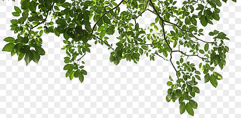 png clipart branch tree graphy leaf tree image file formats leaf
