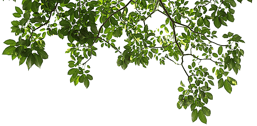 png clipart branch tree graphy leaf tree image file formats leaf