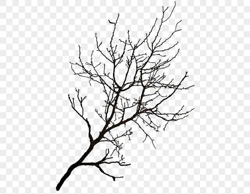 png clipart branch tree winter tree leaf tree branch