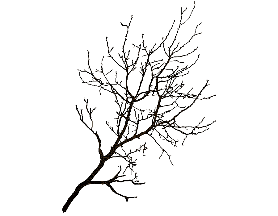 png clipart branch tree winter tree leaf tree branch