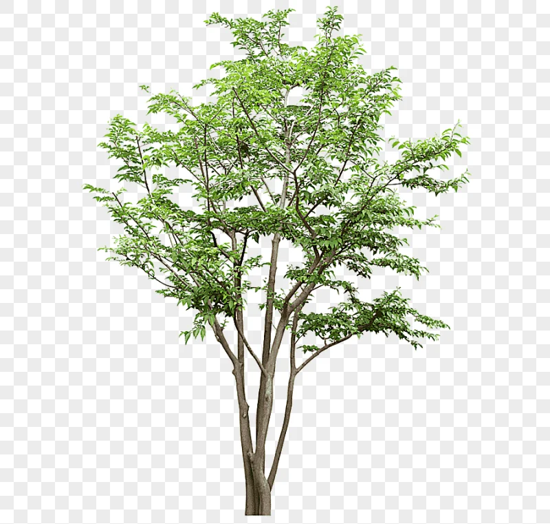png clipart branches trees trunk trees tree branches trees