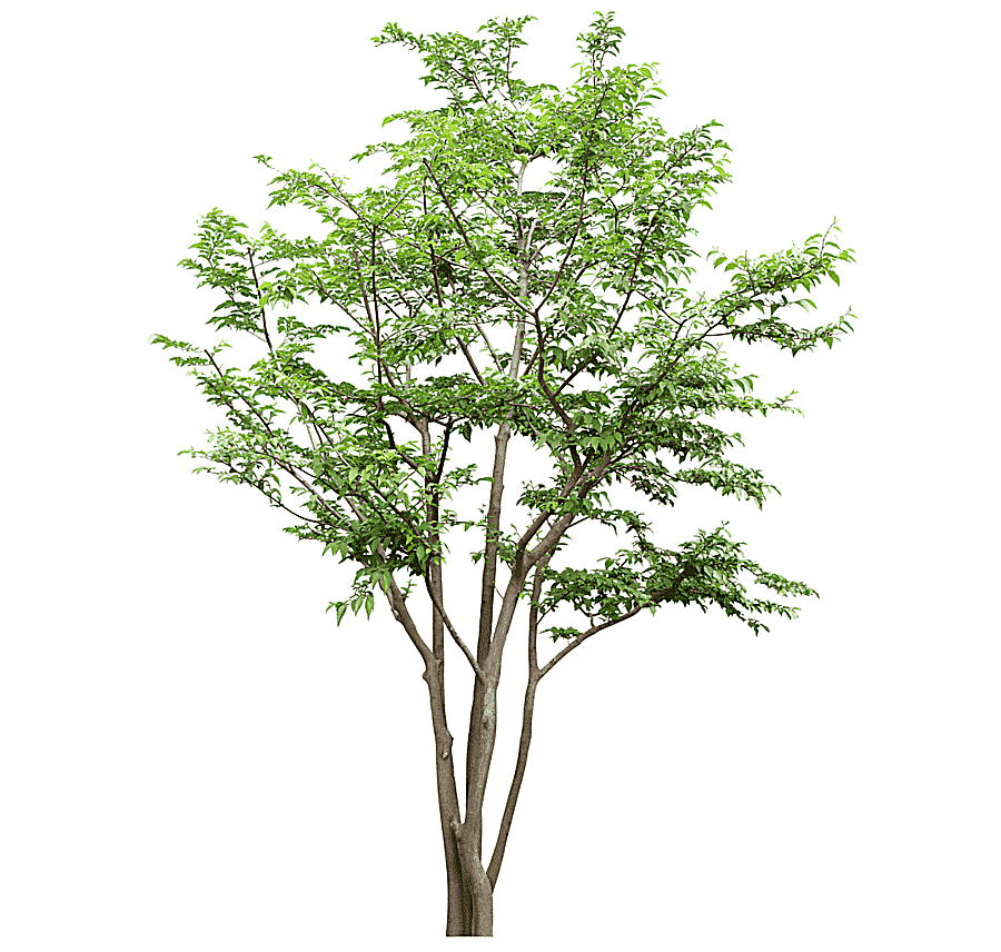 png clipart branches trees trunk trees tree branches trees