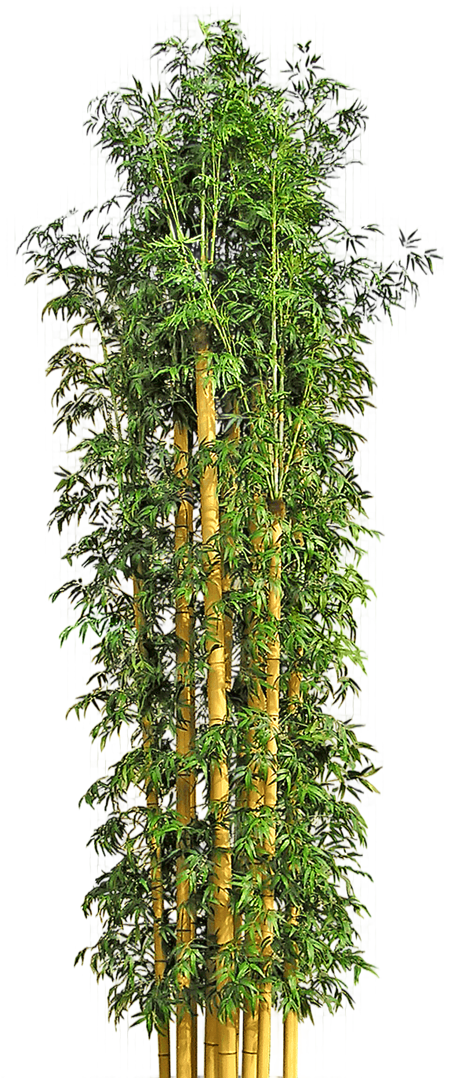 png clipart brown and green bamboo tree illustration tree bamboo flowerpot tree tree branc