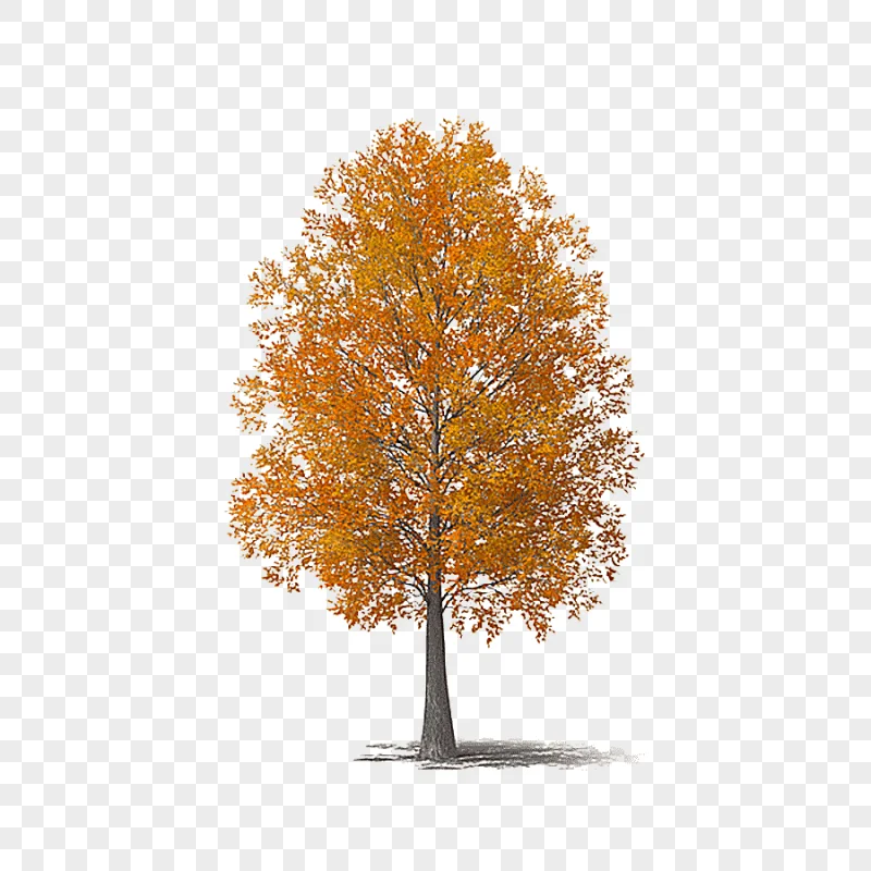 png clipart brown leafed tree autumn tree autumn tree maple leaf