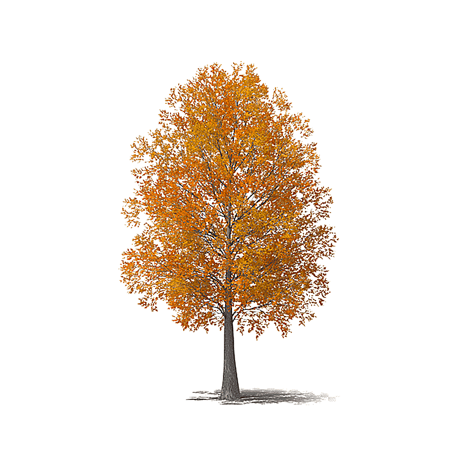 png clipart brown leafed tree autumn tree autumn tree maple leaf