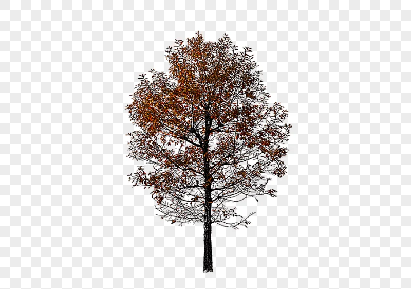 png clipart brown leafed tree twig autumn tree red autumn red tree brown maple