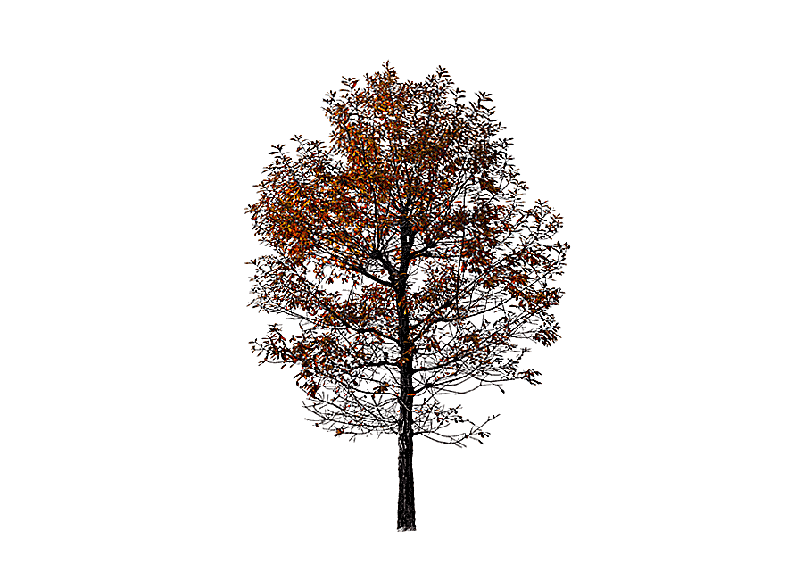 png clipart brown leafed tree twig autumn tree red autumn red tree brown maple