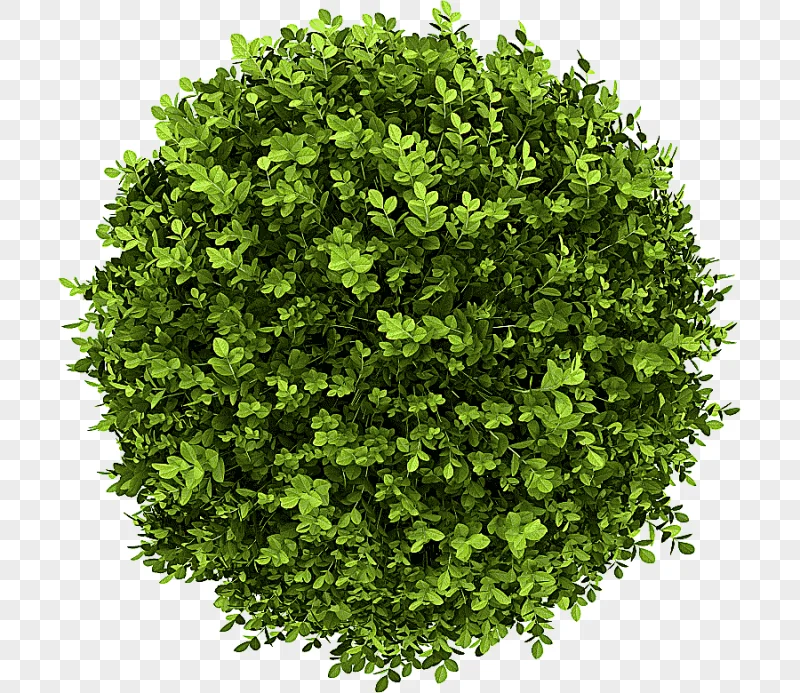 png clipart buxus sempervirens shrub graphy tree tree leaf vegetable leaf